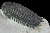 Bargain, Crotalocephalina Trilobite - Atchana, Morocco #92344-3